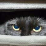 １０月３日が日経のピーク　　(。´･ω･)?