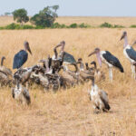 きっちりフラグ回収。。。大敗は必然　。。(ﾟДﾟ;)